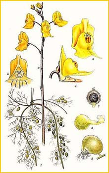   /  /  ( Utricularia aurea / australis / major ) Bilder ur Nordens Flora (1901-1905) by Carl Lindman 