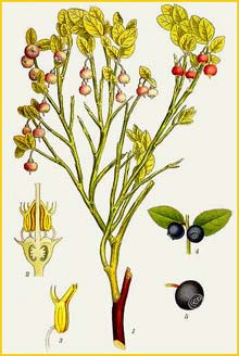   ( Vaccinium myrtillus ) Bilder ur Nordens Flora (1901-1905) by Carl Lindman