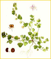   ( Veronica hederifolia ) Bilder ur Nordens Flora (1901-1905) by Carl Lindman