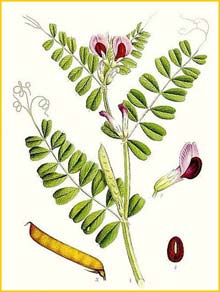  ( Vicia sativa ) Bilder ur Nordens Flora (1901-1905) by Carl Lindman