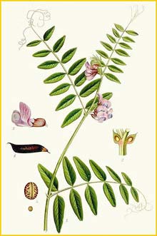   ( Vicia sepium ) Bilder ur Nordens Flora (1901-1905) by Carl Lindman