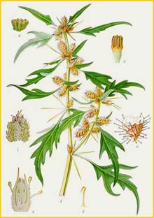   ( Xanthium spinosum ) Bilder ur Nordens Flora (1901-1905) by Carl Lindman