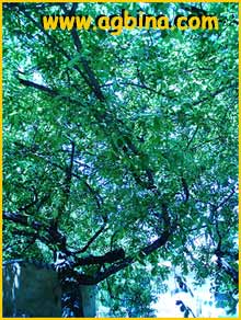  - ( Salix atrocinerea )