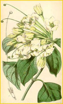   ( Macrosphyra longistyla )  Curtis's Botanical Magazine 1847
