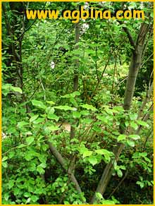   ( Salix cantabrica )