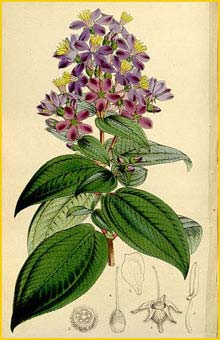   ( Micranthella candollei ) Curtis's Botanical Magazine
