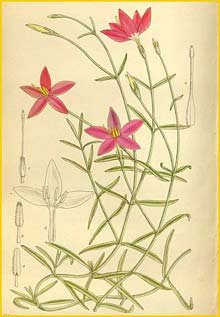   ( Chironia laxa ) Curtis's Botanical Magazine 1912