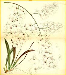   ( Ionopsis utricularioides ) Curtis's Botanical Magazine