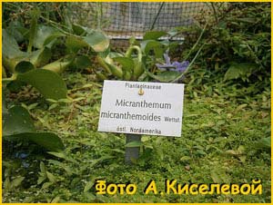   ( Micranthemum micranthemoides )