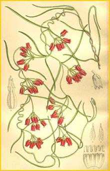   ( Microloma tenuifolium ) Curtis's Botanical Magazine  1909