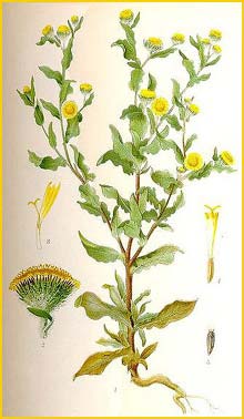   ( Pulicaria vulgaris / Pulicaria prostrata ) Bilder ur Nordens Flora (1901-1905) by Carl Lindman