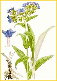   ( ulmonaria angustifolia ) Bilder ur Nordens Flora (1901-1905) by Carl Lindman
