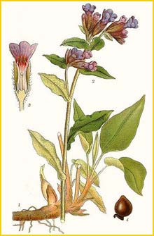  ( ulmonaria officinalis ) Bilder ur Nordens Flora (1901-1905) by Carl Lindman