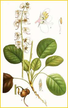   ( Pyrola rotundifolia ) Bilder ur Nordens Flora (1901-1905) by Carl Lindman