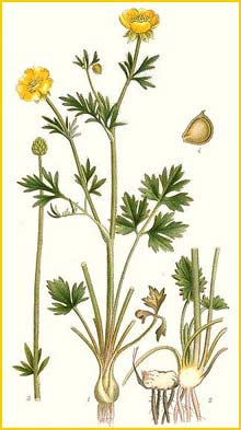   ( Ranunculus bulbosus ) Bilder ur Nordens Flora (1901-1905) by Carl Lindman