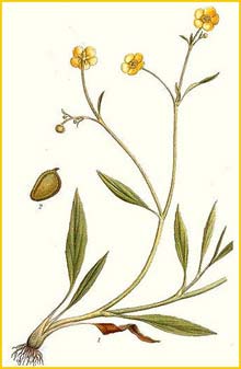   ( Ranunculus flammula ) Bilder ur Nordens Flora (1901-1905) by Carl Lindman