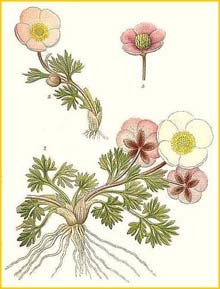   ( Ranunculus glacialis ) Bilder ur Nordens Flora (1901-1905) by Carl Lindman