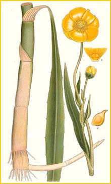   ( Ranunculus lingua ) Bilder ur Nordens Flora (1901-1905) by Carl Lindman