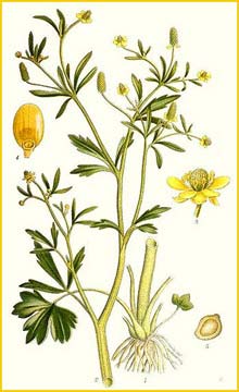  ( Ranunculus sceleratus ) Bilder ur Nordens Flora (1901-1905) by Carl Lindman