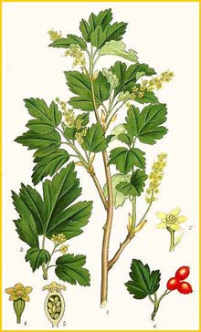   ( Ribes alpinum ) Bilder ur Nordens Flora (1901-1905) by Carl Lindman