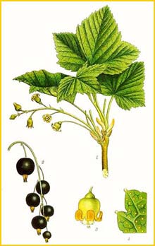   ( Ribes nigra ) Bilder ur Nordens Flora (1901-1905) by Carl Lindman