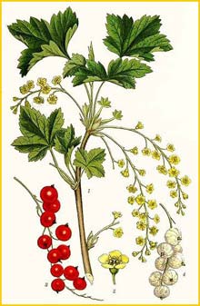   ( Ribes rubrum ) Bilder ur Nordens Flora (1901-1905) by Carl Lindman