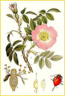   ( Rosa afzeliana ) Bilder ur Nordens Flora (1901-1905) by Carl Lindman