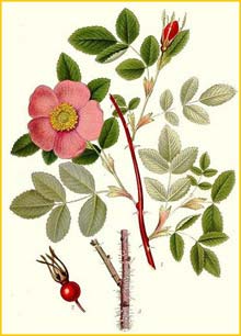   ( Rosa cinnamomea ) Bilder ur Nordens Flora (1901-1905) by Carl Lindman