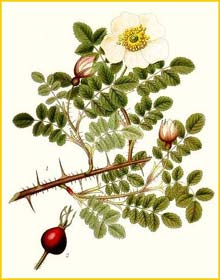   ( Rosa pimpinellifolia ) Bilder ur Nordens Flora (1901-1905) by Carl Lindman