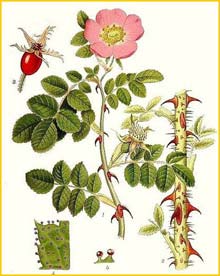   / ( Rosa rubiginosa / eglanteria ) Bilder ur Nordens Flora (1901-1905) by Carl Lindman