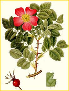   /   ( Rosa pomifera / Rosa villosa ) Bilder ur Nordens Flora (1901-1905) by Carl Lindman