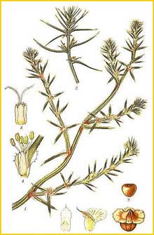   /  /  /  ( Salsola pestifer / australis / iberica / kali ) Bilder ur Nordens Flora (1901-1905) by Carl Lindman