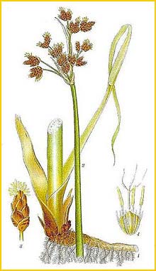   ( Scirpus lacustris ) Bilder ur Nordens Flora (1901-1905) by Carl Lindman