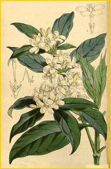  ( Mitriostigma axillare )  Curtis's Botanical Magazine 1857