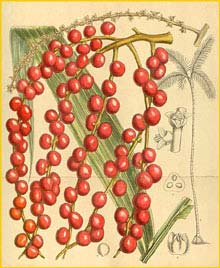   ( Morenia corallina )  Curtis's Botanical Magazine 1913