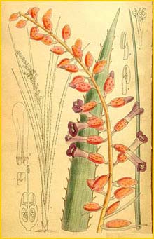 Неоглазиовия одноцветная ( Neoglaziovia concolor ) Curtis's Botanical Magazine 1910