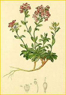   ( Noccaea rotundifolia ) Atlas der Alpenflora (1882) by Anton Hartinger