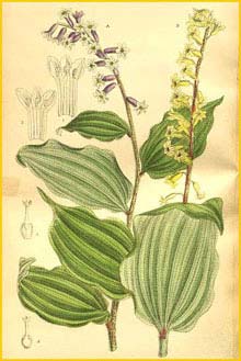   ( Oligobotrya henryi ) Curtis's Botanical Magazine 1909
