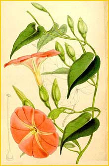   ( Operculina pteripes ) Curtis's Botanical Magazine