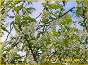   /  ( Prunus / adus racemosa )