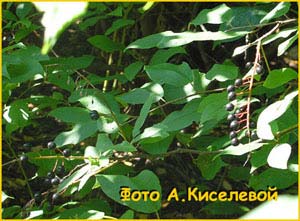   /  ( Prunus / adus racemosa )