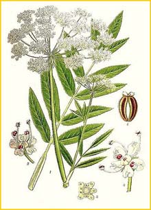   ( Sium latifolium ) Bilder ur Nordens Flora (1901-1905) by Carl Lindman