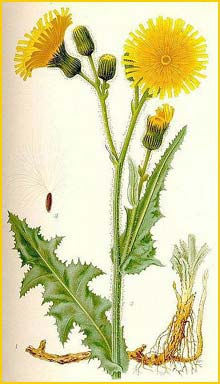   ( Sonchus arvensis ) Bilder ur Nordens Flora (1901-1905) by Carl Lindman