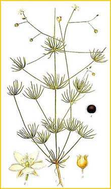   ( Spergula arvensis ) Bilder ur Nordens Flora (1901-1905) by Carl Lindman