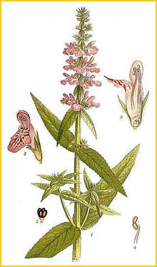   ( Stachys palustris ) Bilder ur Nordens Flora (1901-1905) by Carl Lindman