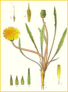   ( Taraxacum palustre ) Bilder ur Nordens Flora (1901-1905) by Carl Lindman