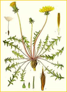   ( Taraxacum rubicundum ) Bilder ur Nordens Flora (1901-1905) by Carl Lindman