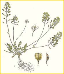   ( Teesdalia nudicaulis ) Bilder ur Nordens Flora (1901-1905) by Carl Lindman