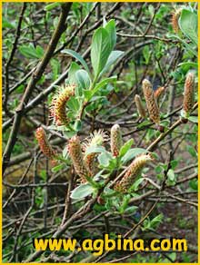  ( Salix helvetica )