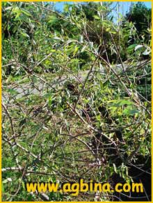  ( Salix mucronata )